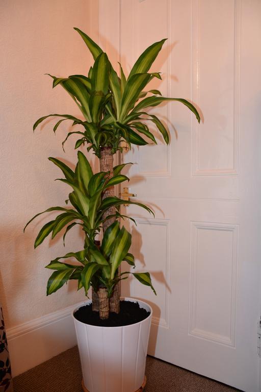 Wallace Apartment Stirling Kamer foto